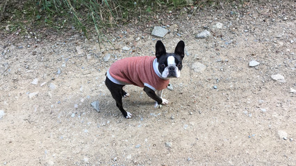 Perro con jersey