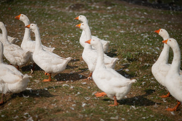 Geese in the grass. Domestic bird. A flock of geese walking in the field