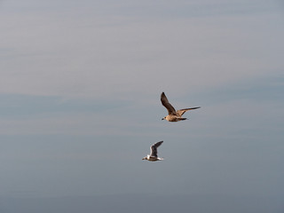 bird