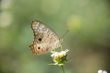 Mariposas