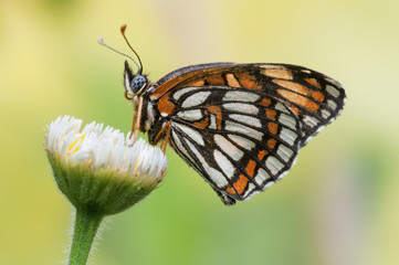 Mariposas