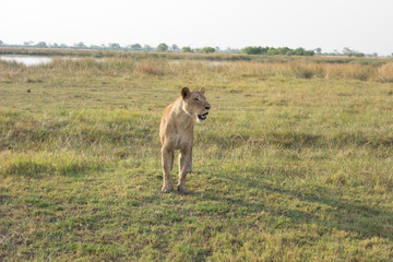 Fototapeta na wymiar Lion calling