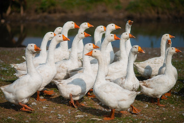 Geese in the grass. Domestic bird. A flock of geese walking in the field
