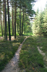Laesoe / Denmark: Forest path through a coniferous forest near Byrum on a sunny day at the end of July