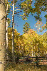Golden mountain aspen grove and rail corral in autumn