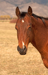 Obraz premium Horse Head and Shoulders Portrait of Wild Horse
