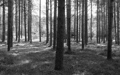 Laesoe / Denmark: Tree trunks in a coniferous forest near Byrum on a sunny day at the end of July