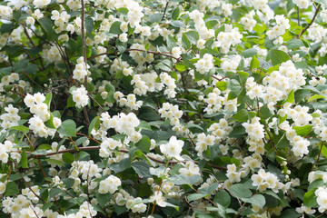 white flowers in garden