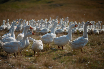 Geese in the grass. Domestic bird. A flock of geese walking in the field