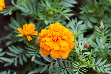 orange flower
