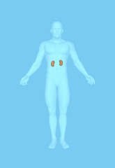 Location of kidneys in male human body.