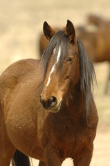Obraz premium Wild Mustang Mare Portrait