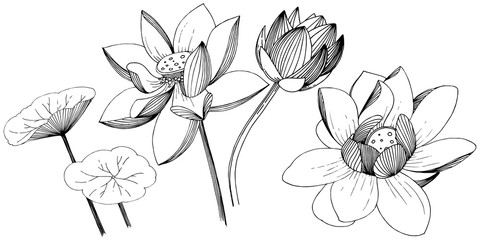 Lotus flower in a vector style isolated. Isolated illustration element. Full name of the plant: lotus. Vector flower for background, texture, wrapper pattern, frame or border.