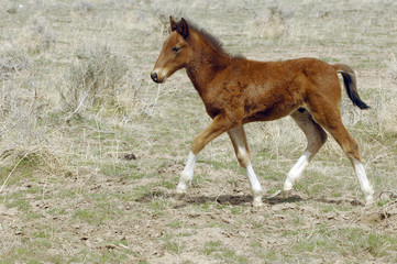 Fototapeta premium Young Wild Mustang