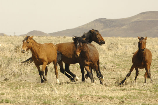 Wild Horse Mating Season Aggression