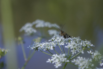 flowers on blue background