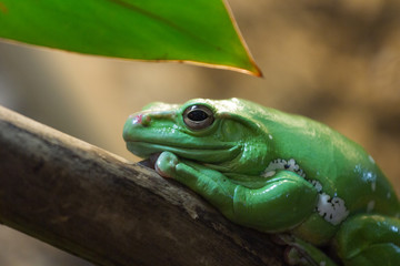 green tree frog