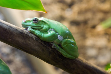 green tree frog