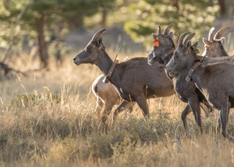 Rocky Mountain Big Horn Sheep ewes alerting to danger