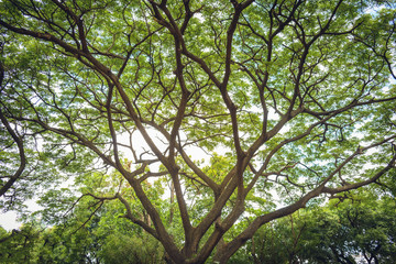 Fototapeta premium Árbol de Amplio Follaje