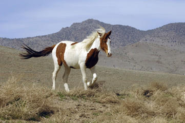 Fototapeta na wymiar Wild Mustang Pinto Running in Nevada