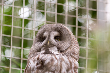 portrait of an owl 2