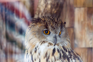 portrait of an owl