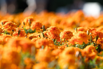 orange flowers 