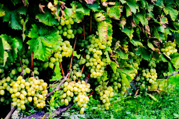 Fresh grapes in autumn garden