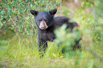 Black bear in the Canadian wilderness - 223066173