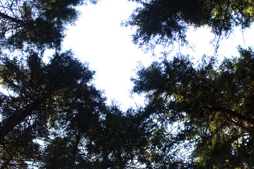 High canopy of coniferous trees