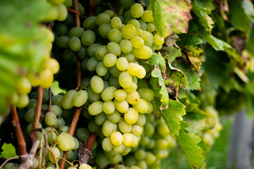 Fresh grapes in autumn garden