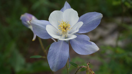 Columbine