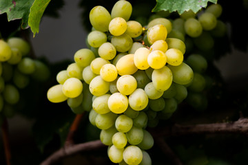 Fresh grapes in autumn garden