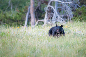 Black bear in the Canadian wilderness
