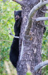 Black bear in the Canadian wilderness