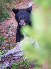Black bear in the Canadian wilderness