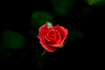 Single fresh red rose in green background