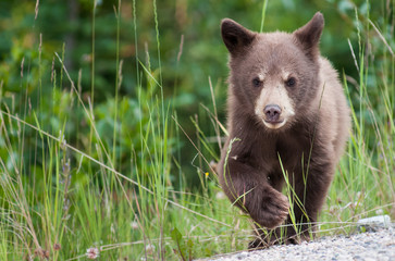 Black bear in the Canadian wilderness