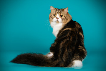 Scottish straight longhair cat on colored backgrounds