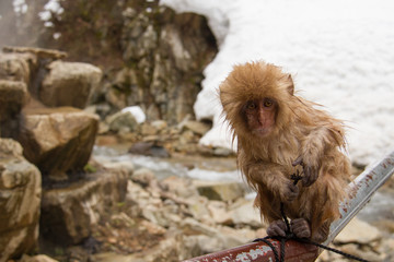 Baby Snow Monkey 1
