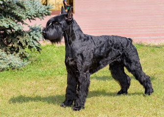 Giant Schnauzer looks ahead. The Giant Schnauzer stands on the green grass in city park.