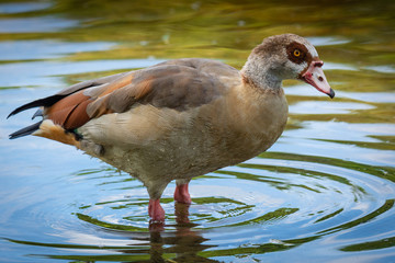 Egyptian Goose