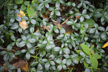 Background of Green Leaves