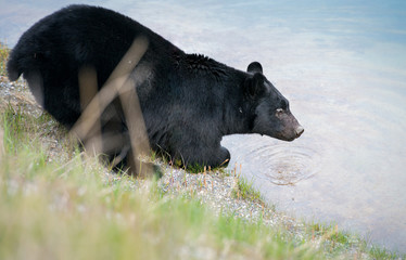 Black bear in the Rocky Mountains