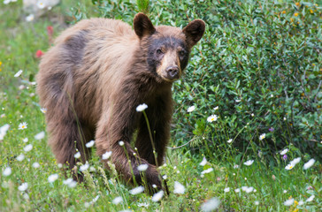 Black bear in the Rocky Mountains