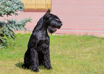 Giant Schnauzer looks left. The Giant Schnauzer stands on the green grass in city park.