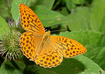 farfalla arancione (Argynnis paphia, maschio)