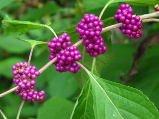 berries in the garden