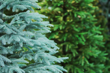 Christmas background. An artificial tree. New year.